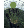 CEANOTHUS CONCHA En pot de 10-12 litres