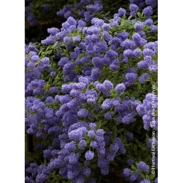 CEANOTHUS CONCHA (Céanothe)