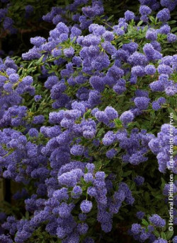 CEANOTHUS CONCHA