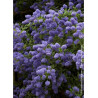 CEANOTHUS CONCHA (Céanothe)