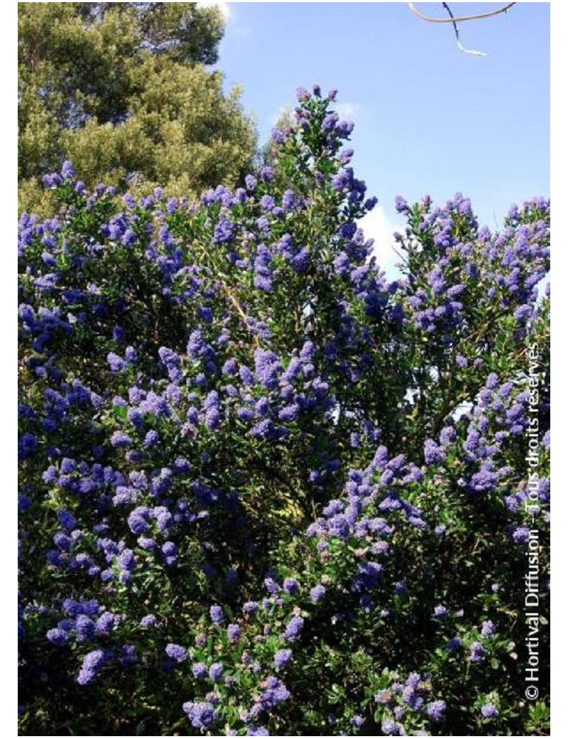 CEANOTHUS SKYLARK (Céanothe)1