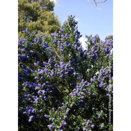 CEANOTHUS SKYLARK (Céanothe)1