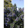 CEANOTHUS SKYLARK (Céanothe)1