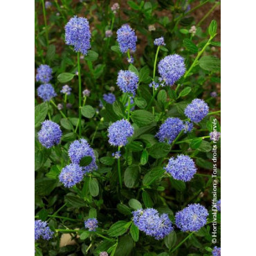 CEANOTHUS SKYLARK (Céanothe)