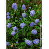 CEANOTHUS SKYLARK (Céanothe)