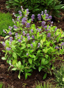 CEANOTHUS delilianus COMTESSE DE PARIS