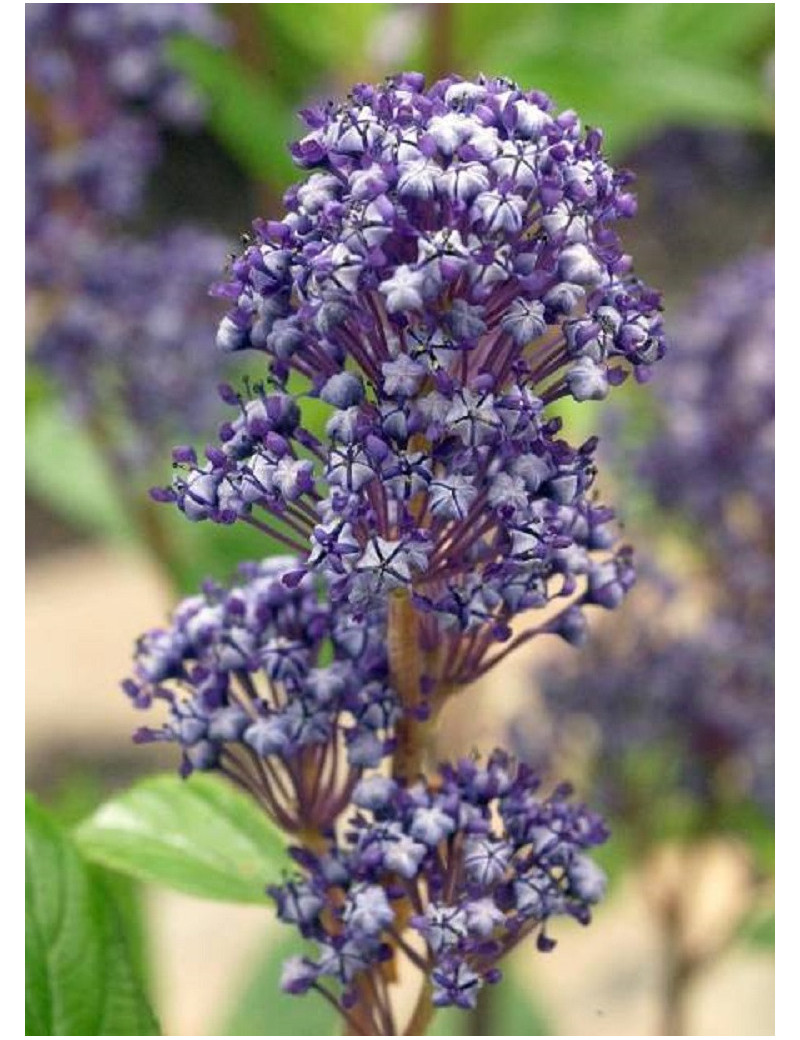 CEANOTHUS delilianus COMTESSE DE PARIS (Céanothe)