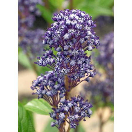 CEANOTHUS delilianus COMTESSE DE PARIS (Céanothe)