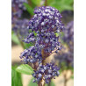 CEANOTHUS delilianus COMTESSE DE PARIS (Céanothe)