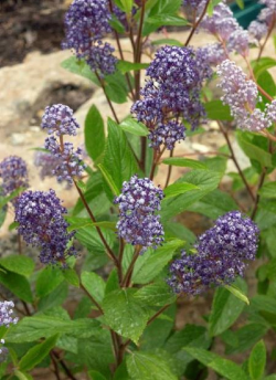 CEANOTHUS delilianus COMTESSE DE PARIS