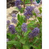 CEANOTHUS delilianus COMTESSE DE PARIS (Céanothe)1