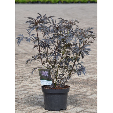 sambucus_nigra_black_lace-96013150_1GSJmWXqG73CbM_1280x1280