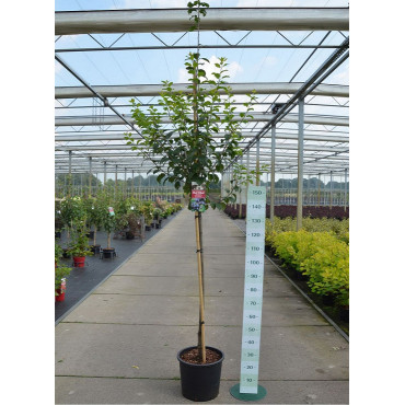 PRUNIER (Prunus domestica) En pot de 15-20 litres forme tige hauteur du tronc 110-130 cm