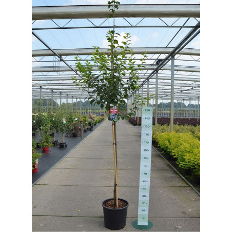 PRUNIER MIRABELLE DE METZ (Prunus domestica)