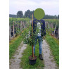 PRUNIER (Prunus domestica) En pot de 10-12 litres forme gobelet