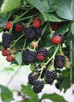 MÛRE GÉANTE SANS ÉPINES TRIPLE CROWN