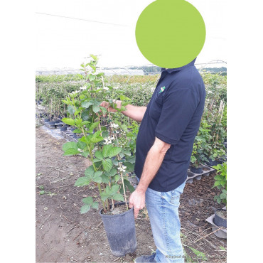 MÛRE (Rubus fruticosus) En pot de 4-5 litres hauteur 080-100 cm