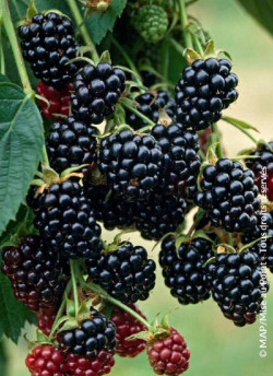 MÛRE GÉANTE SANS ÉPINES THORNFREE