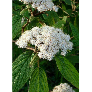 VIBURNUM RHYTIDOPHYLLUM (Viorne à feuilles ridées)2