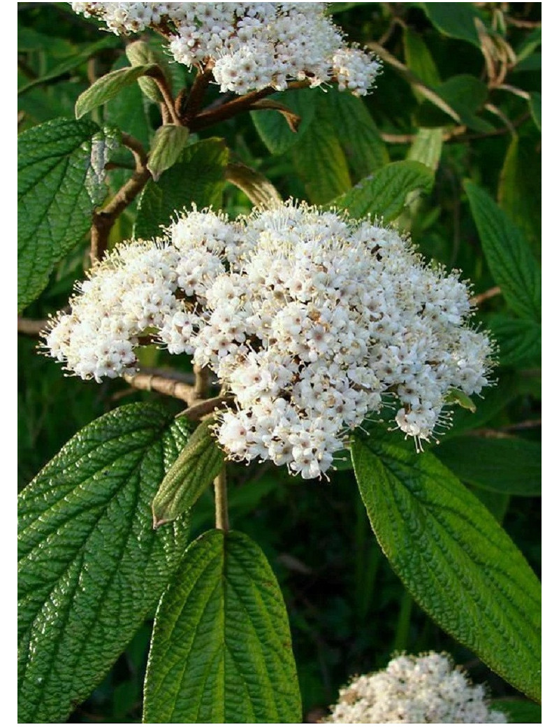 VIBURNUM RHYTIDOPHYLLUM (Viorne à feuilles ridées)2