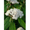 VIBURNUM RHYTIDOPHYLLUM (Viorne à feuilles ridées)2