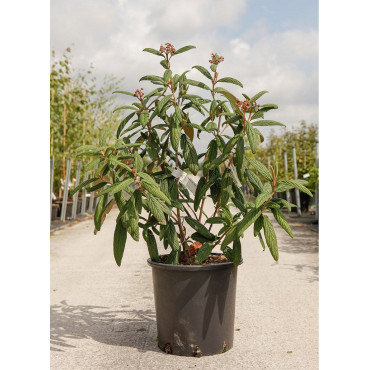 VIBURNUM RHYTIDOPHYLLUM (Viorne à feuilles ridées) En pot de 20-25 litres forme buisson hauteur 125-150 cm