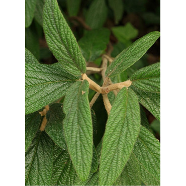 VIBURNUM RHYTIDOPHYLLUM (Viorne à feuilles ridées)1