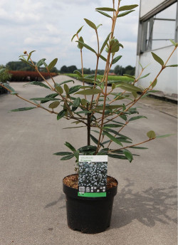 VIBURNUM pragense En pot de 4-5 litres