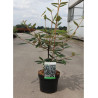 VIBURNUM pragense (Viorne de Prague) En pot de 4-5 litres forme buisson hauteur 040-060 cm