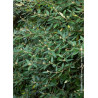 VIBURNUM pragense