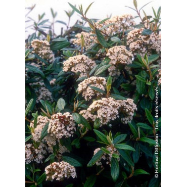 VIBURNUM pragense (Viorne de Prague)2