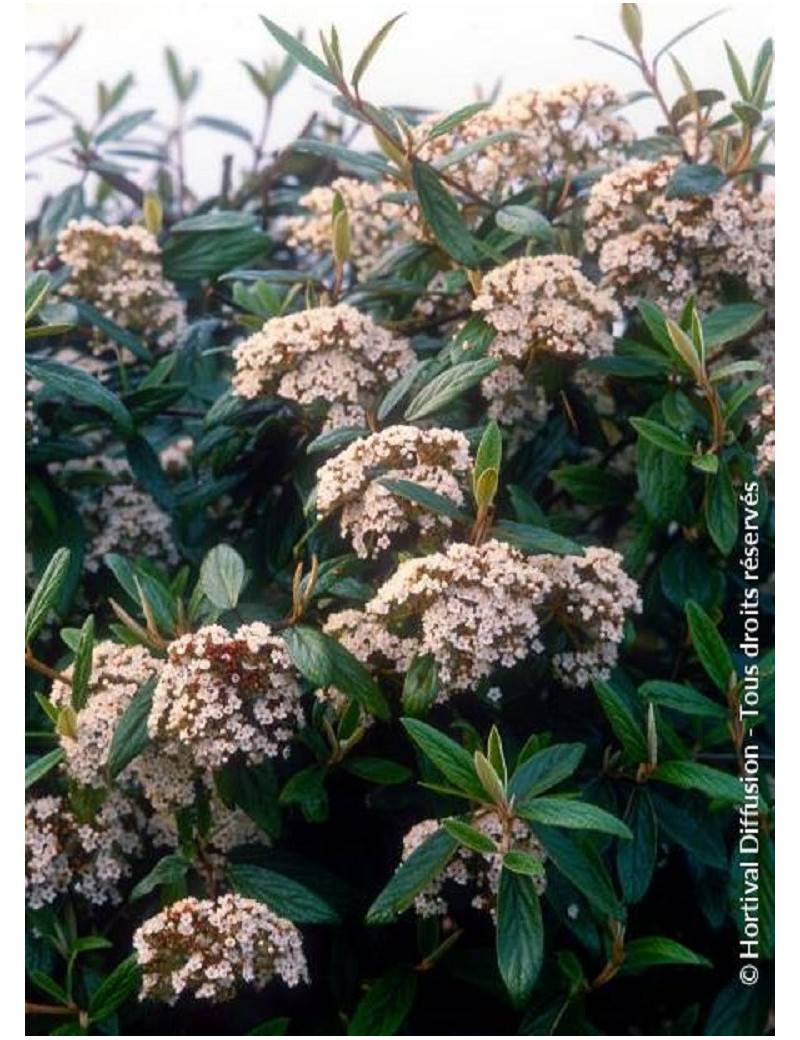 VIBURNUM pragense (Viorne de Prague)2