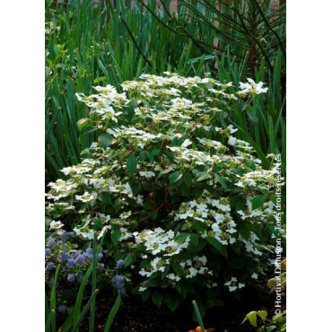 VIBURNUM plicatum WATANABE (Viorne)1