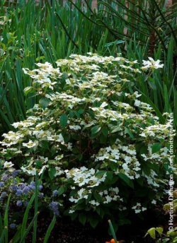 VIBURNUM plicatum WATANABE
