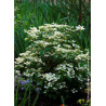 VIBURNUM plicatum WATANABE (Viorne)1