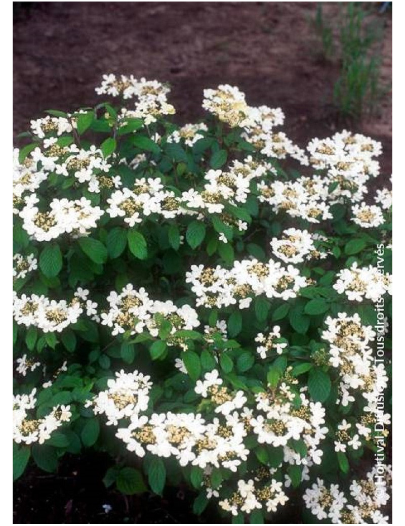 VIBURNUM plicatum WATANABE (Viorne)