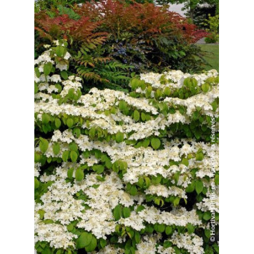 VIBURNUM plicatum MARIESII GREAT STAR ® (Viorne)