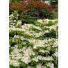 VIBURNUM plicatum MARIESII GREAT STAR ® (Viorne)