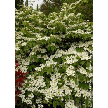 VIBURNUM plicatum MARIESII GREAT STAR ® (Viorne)1