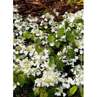 VIBURNUM plicatum MARIESII GREAT STAR ® (Viorne)2