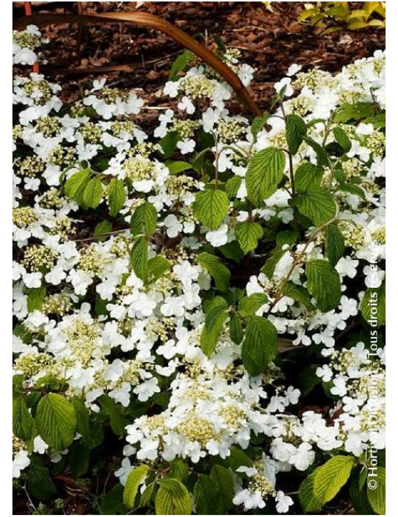 VIBURNUM plicatum MARIESII GREAT STAR ® (Viorne)2