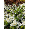 VIBURNUM plicatum MARIESII GREAT STAR ® (Viorne)2