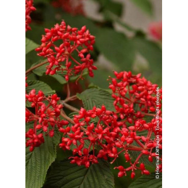 VIBURNUM plicatum MARIESII GREAT STAR ® (Viorne)3