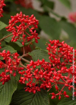 VIBURNUM plicatum MARIESII GREAT STAR®