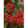 VIBURNUM plicatum MARIESII GREAT STAR ® (Viorne)3