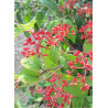 VIBURNUM plicatum tomentosum KILIMANDJARO ® (Viorne)3