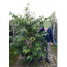 VIBURNUM plicatum tomentosum KILIMANDJARO ® (Viorne) En pot de 15 litres forme baliveau hauteur 150-200 cm