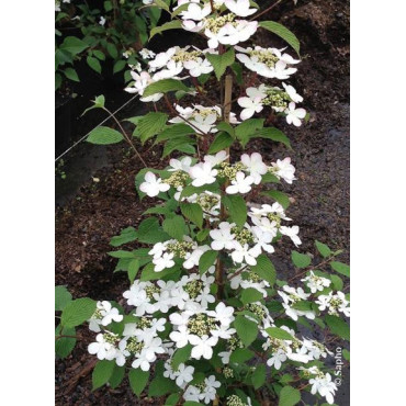 VIBURNUM plicatum tomentosum KILIMANDJARO ® (Viorne)