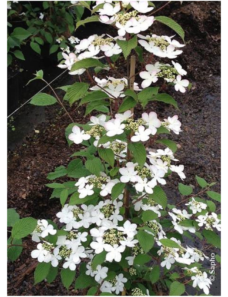 VIBURNUM plicatum tomentosum KILIMANDJARO ® (Viorne)