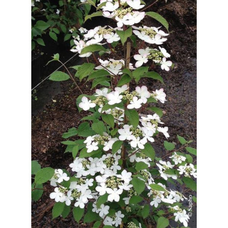 VIBURNUM plicatum tomentosum KILIMANDJARO ® (Viorne)